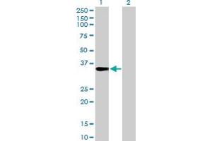 Western Blot analysis of FRG1 expression in transfected 293T cell line by FRG1 MaxPab rabbit polyclonal antibody. (FRG1 antibody  (AA 1-258))