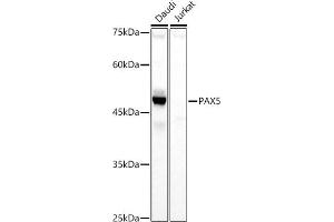 Western blot analysis of extracts of various cell lines, using P antibody (ABIN3017306, ABIN3017307, ABIN3017308 and ABIN6220031) at 1:1000 dilution. (PAX5 antibody  (AA 150-300))