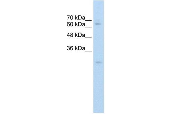 CES2 Antikörper  (C-Term)