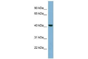 PLEKHA9 antibody used at 1 ug/ml to detect target protein. (PLEKHA9 antibody  (N-Term))