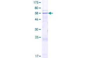 DCAF5 Protein (AA 1-326) (GST tag)