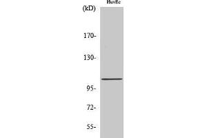 Western Blotting (WB) image for anti-ATP/GTP Binding Protein-Like 2 (AGBL2) (C-Term) antibody (ABIN3174226) (AGBL2 antibody  (C-Term))