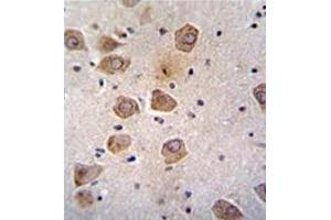 Formalin fixed, paraffin embedded human brain tissue stained with RLBP1L2 Antibody (C-term) followed by peroxidase conjugation of the secondary antibody and DAB staining. (CLVS2 antibody  (C-Term))