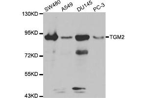 Western blot analysis of extracts of various cell lines, using TGM2 antibody (ABIN5970369) at 1:300 dilution. (Transglutaminase 2 antibody)