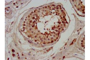 IHC image of ABIN7147514 diluted at 1:200 and staining in paraffin-embedded human testis tissue performed on a Leica BondTM system. (CHMP1A antibody  (AA 1-196))