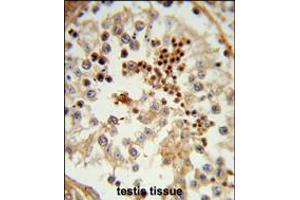 Formalin-fixed and paraffin-embedded human testis tissue reacted with HSPA4L Antibody , which was peroxidase-conjugated to the secondary antibody, followed by DAB staining. (HSPA4L antibody  (C-Term))