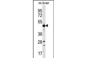 EEF1A2 Antibody (C-term) (ABIN656488 and ABIN2845765) western blot analysis in mouse liver tissue lysates (35 μg/lane). (EEF1A2 antibody  (C-Term))