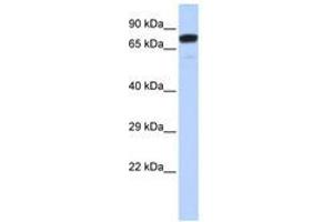 Image no. 1 for anti-Zinc Finger Protein 221 (ZNF221) (AA 108-157) antibody (ABIN6740445) (ZNF221 antibody  (AA 108-157))