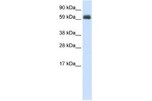 WB Suggested Anti-TBX21 Antibody Titration:  2. (T-Bet antibody  (N-Term))