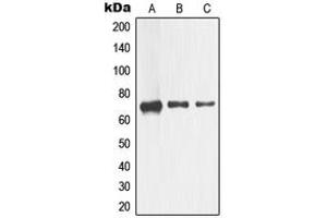 Western blot analysis of CD271 expression in HEK293 (A), Raw264. (NGFR antibody  (Center))