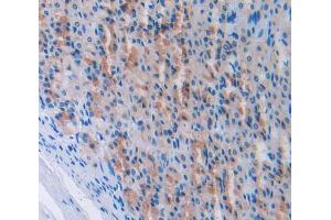IHC-P analysis of stomach tissue, with DAB staining. (NPPA antibody  (AA 25-122))