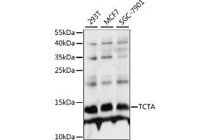 Western blot analysis of extracts of various cell lines, using TCTA antibody (ABIN7270706) at 1:1000 dilution. (TCTA antibody  (AA 1-103))