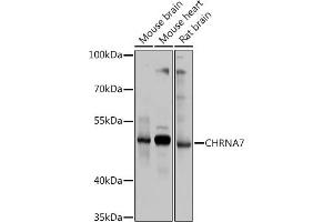 Western blot analysis of extracts of various cell lines, using CHRN antibody (ABIN6133256, ABIN6138583, ABIN6138584 and ABIN6218660) at 1:1000 dilution. (CHRNA7 antibody  (AA 23-230))