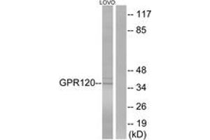 Western blot analysis of extracts from LOVO cells, using GPR120 Antibody. (O3FAR1 antibody  (AA 221-270))