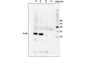 anti-PsbP antibody
