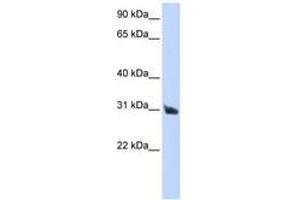 Image no. 1 for anti-Ribonuclease, RNase A Family, 9 (Non-Active) (RNASE9) (AA 36-85) antibody (ABIN6741018) (RNASE9 antibody  (AA 36-85))