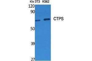 Western Blot (WB) analysis of specific cells using CTPS Polyclonal Antibody. (CTP Synthase antibody  (N-Term))