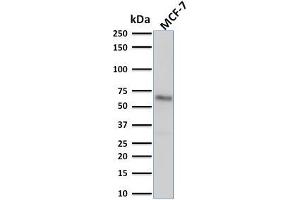 Western Blot Analysis of human MCF-7 cell lysate using Estrogen Receptor alpha Mouse Monoclonal Antibody (ESR1/1904).