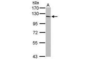 Image no. 1 for anti-Inositol Polyphosphate-4-Phosphatase, Type I, 107kDa (INPP4A) (Internal Region) antibody (ABIN1496061) (INPP4A antibody  (Internal Region))