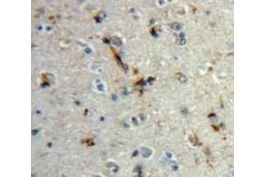 #VALUE! (MBP antibody  (AA 18-222))