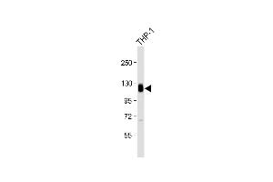 Anti-THBD Antibody (N-Term) at 1:2000 dilution + THP-1 whole cell lysate Lysates/proteins at 20 μg per lane. (Thrombomodulin antibody  (AA 92-126))