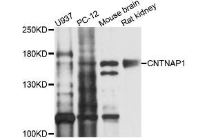 Western blot analysis of extracts of various cells, using CNTNAP1 antibody.