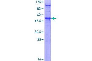 SDC4 Protein (AA 1-198) (GST tag)