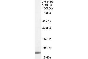 ABIN185542 (0. (PPIA antibody  (Internal Region))