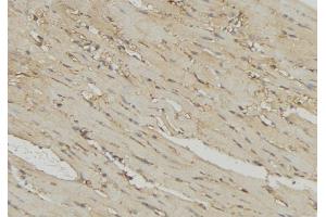 ABIN6274725 at 1/100 staining Mouse muscle tissue by IHC-P. (MRPL54 antibody  (Internal Region))