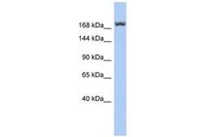 Image no. 1 for anti-Leucine Rich Repeat Containing 37, Member A3 (LRRC37A3) (AA 1079-1128) antibody (ABIN6743961) (LRRC37A3 antibody  (AA 1079-1128))