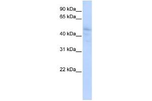 WB Suggested Anti-DLL3 Antibody Titration:  0. (DLL3 antibody  (N-Term))