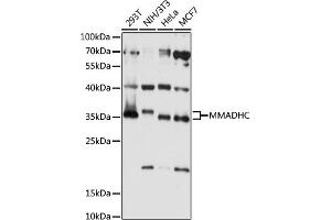 Western blot analysis of extracts of various cell lines, using MMADHC antibody (ABIN7268495) at 1:1000 dilution. (MMADHC antibody  (AA 1-296))