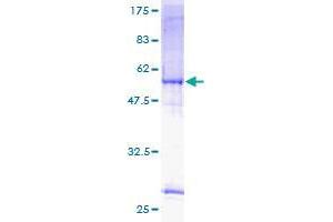 CPSF4 Protein (AA 1-244) (GST tag)