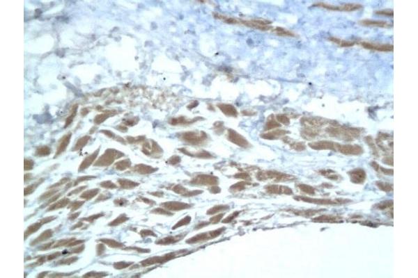 Aggrecan antibody  (AA 101-220)