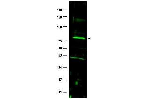 Western blot using  affinity purified anti-FANCC antibody shows detection of a band at ~63 kDa (arrowhead) corresponding to FANCC present in a HeLa whole cell lysate. (FANCC antibody  (AA 96-112))