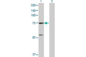 Western Blot analysis of GTPBP4 expression in transfected 293T cell line by GTPBP4 MaxPab polyclonal antibody. (GTPBP4 antibody  (AA 1-634))