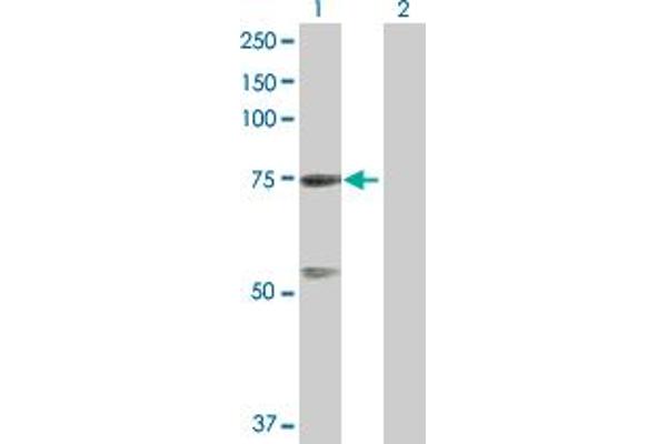 GTPBP4 antibody  (AA 1-634)