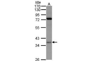 WB Image Sample(30 μg of whole cell lysate) A:293T 7. (PRPS1 antibody  (N-Term))