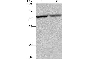 Western blot analysis of Hela and 293T cell, using REL Polyclonal Antibody at dilution of 1:1050 (c-Rel antibody)