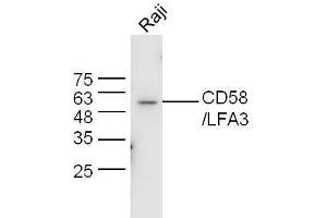 Raji lysates probed with Anti-CD58/LFA-3 Polyclonal Antibody, Unconjugated  at 1:5000 90min in 37˚C.