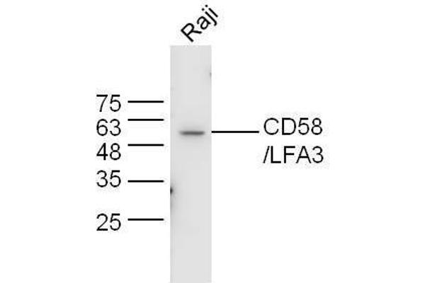 CD58 抗体  (AA 31-130)
