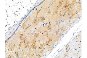 ABIN7093174 and ABIN7101256 at 1/100 staining Rat skin tissue by IHC-P. (C9 antibody  (Internal Region))