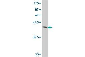 Western Blot detection against Immunogen (36. (UBXN8 antibody  (AA 173-268))