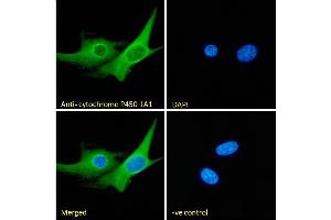 (ABIN870663) Immunofluorescence analysis of paraformaldehyde fixed NIH3T3 cells, permeabilized with 0. (CYP1A1 antibody  (Internal Region))