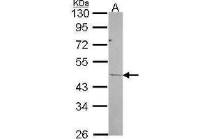 WB Image Sample (30 ug of whole cell lysate) A: A549 10% SDS PAGE ribosomal protein L3 antibody antibody diluted at 1:1000 (RPL3 antibody)