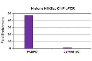 Histone H4K8ac antibody (mAb) tested by ChIP analysis.