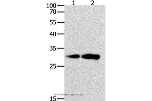 Western blot analysis of K562 and NIH/3T3 cell, using CAPNS1 Polyclonal Antibody at dilution of 1:800 (Calpain S1 antibody)