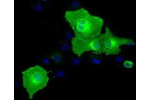 Anti-BTN1A1 mouse monoclonal antibody (ABIN2452848) immunofluorescent staining of COS7 cells transiently transfected by pCMV6-ENTRY BTN1A1 (RC223852). (BTN1A1 antibody)