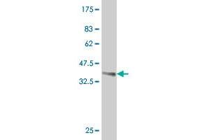 Western Blot detection against Immunogen (38. (ID1 antibody  (AA 47-155))