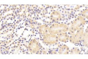 Detection of NUP133 in Mouse Kidney Tissue using Polyclonal Antibody to Nucleoporin 133 (NUP133) (NUP133 antibody  (AA 36-240))